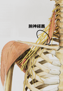 神経系~情報を受取り、処理し、発信する