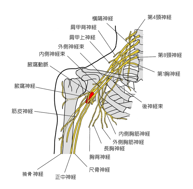 腕 神経 叢