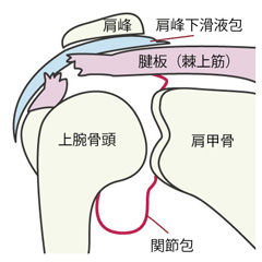 腱板損傷の障害の症状と治療および予防法
