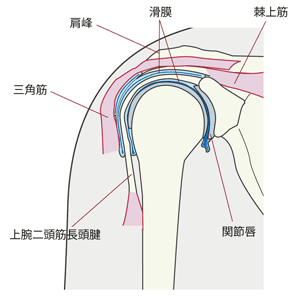 関節唇損傷の症状と治療および予防法